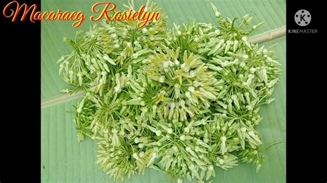 EXOTIC FLOWER VEGETABLE (Bagbagkong/Tonkin .